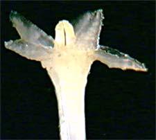 caniculatis, polliniis parvus, 0.25 mm longis, tranmslatoribus deltatus, retinacula 0.10 mm longis.