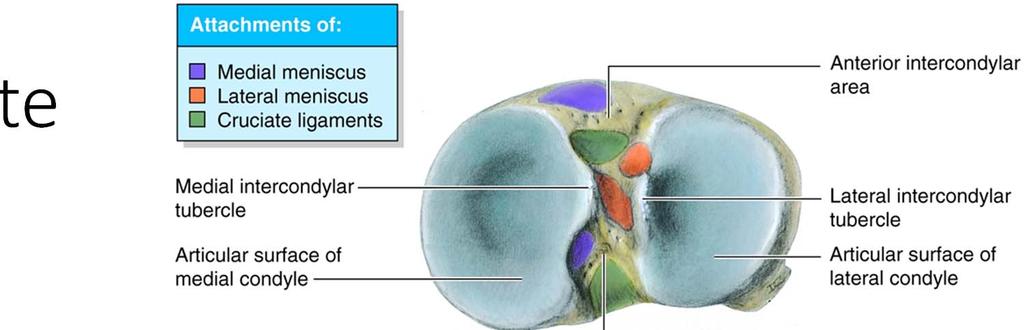 Posterior Cruciate Ligament Stronger Attachments Orientation Prevents: