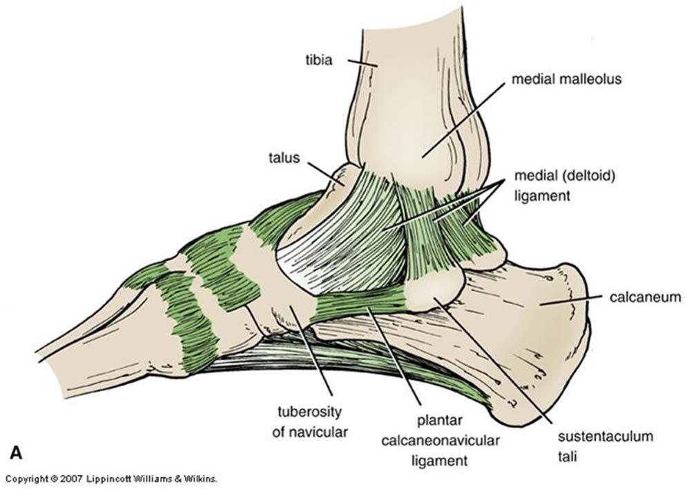 Ankle Joint: Ligaments Medial (deltoid)