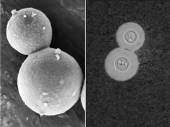 yeast Reproduc8on of Yeasts Usually yeasts reproduce by Budding but some by spore forma8on.