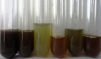 The hexane treated residual mixture was extracted with Methanol in 1:4 ratios and collected using Whatman No. 1 filter paper and evaporated below 40 C.