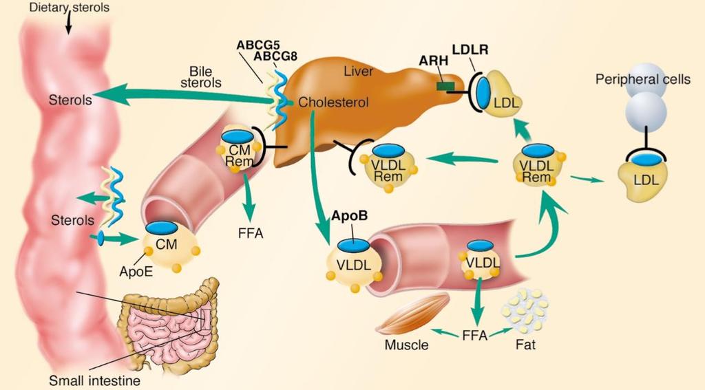 LDL metabolism Hobbs