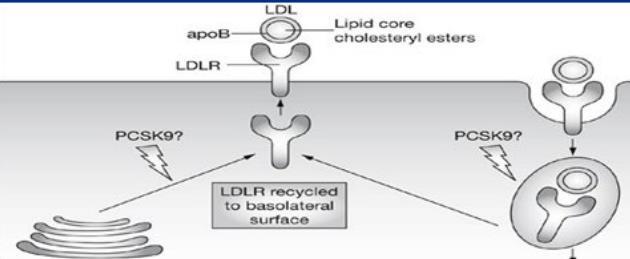 Genetics of FH Mutations in 3 genes: Low-density lipoproteins receptors gene (LDLR) Apoliprotein B-100 gene
