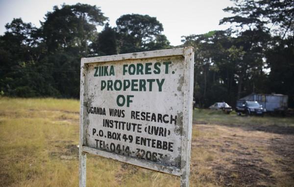 the Zika Forest in Uganda blood taken from