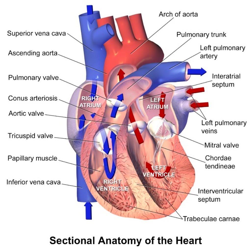 First, let s examine the human heart