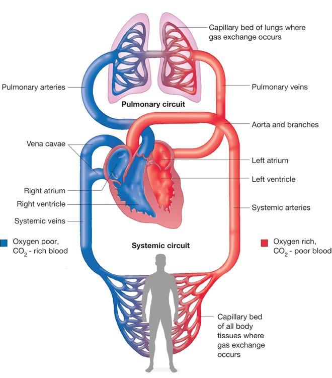 Circulatory system and heart function