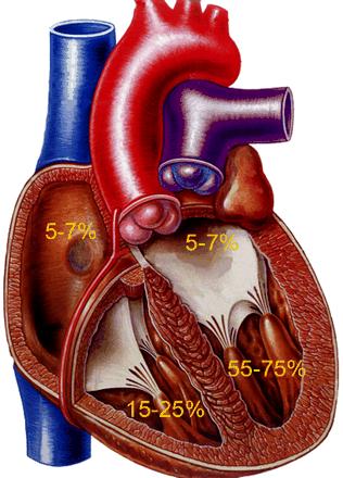 Frequency of cyst localization in heart chambers Shevchenko et