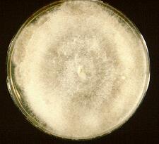 6 Apophysomyces elegans Culture of Apophysomyces elegans Colonies are fast growing, white becoming creamy white to buff with age, downy with no reverse pigment, and are composed of broad, sparsely