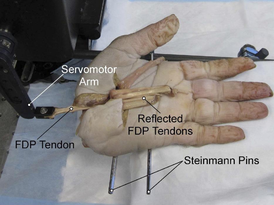 ROLE OF A4 IN FDP MUSCLE TENDON UNIT FUNCTION 441 FIGURE 1: Mechanical testing apparatus.