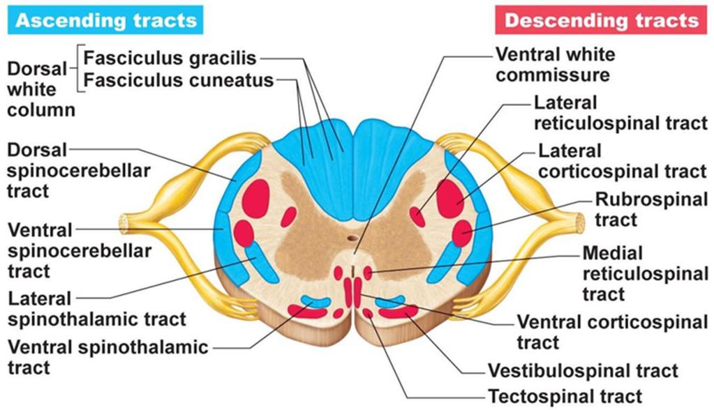 The reticulospinal tracts: Facilitate or