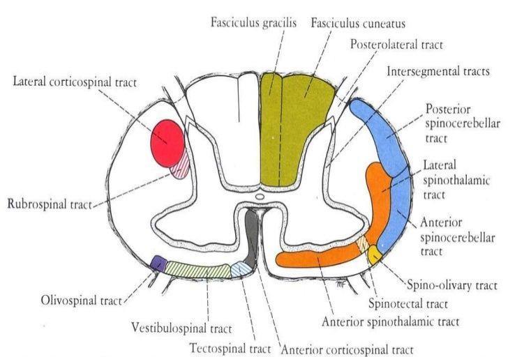 The olivospinal tract: Concerned
