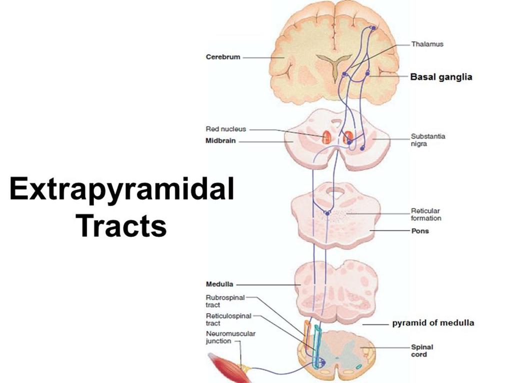 The term extrapyramidal tracts refers to all the