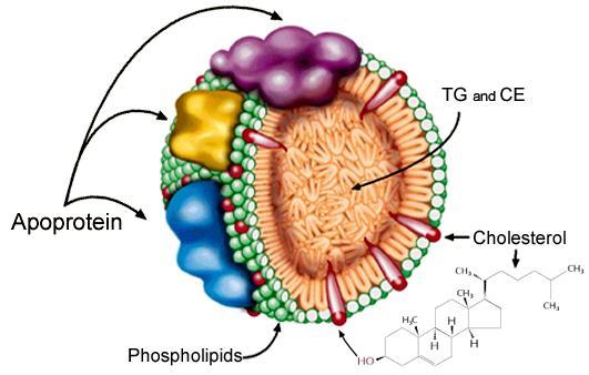 In general, lipoproteins are spherical particles with an outer surface of polar proteins and phospholipids that surround hundreds of nonpolar molecules of triacylglycerols and cholesteryl esters