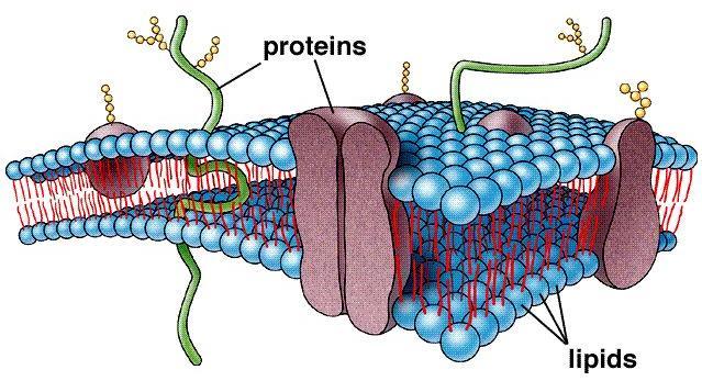 Most of the phospholipids in the lipid bilayer contain unsaturated fatty acids. Due to the kinks in the carbon chains at the cis double bonds, the phospholipids do not fit closely together.