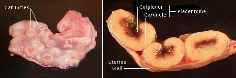 Non-Pregnant Mid-Pregnancy Cotyledon: the foetal side of the placenta Caruncle: the maternal side of the