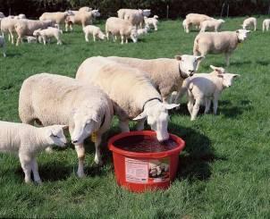 CRYSTALYX Extra Energie For ewes and lambs: Increases the basic forage intake while at the same time covering the mineral requirements Positive impact on the vitality of pregnant ewes, leading to a