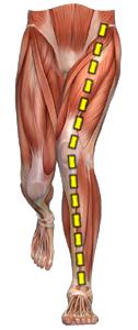 3. Dynamics Dynamic leg axis both sides Your leg axis, which is 'normal' when statically analysed,