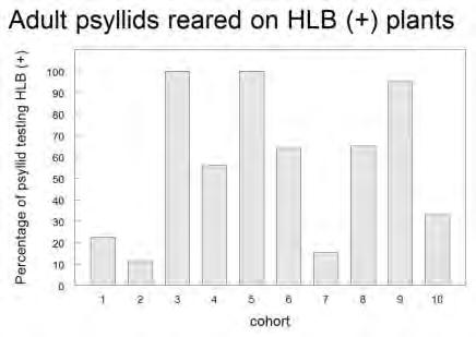 psyllid reared on HLB (+)