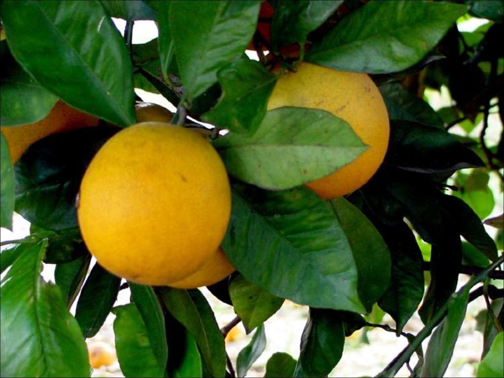 Citrus IPM Programs in Florida (past 20 yrs) Scale insect pests under