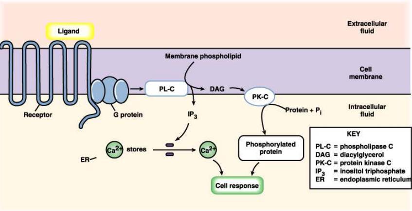 *Hormones that use intracellular 2nd messengers are water soluble hormones, whose receptors are membrane bound receptors ex. Catechol and polypeptides. This leads to transduction.