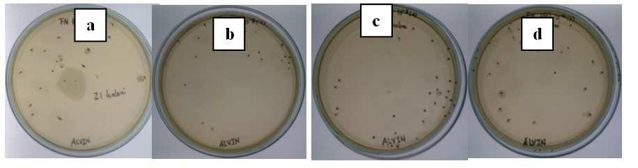 Antibacterial Effect of Radish Tubers (Raphanus sativus L.) on F.nucleatum and 13 P.
