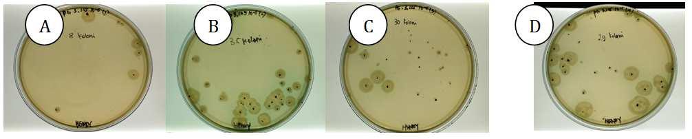Antibacterial Effect of Radish Tubers (Raphanus sativus L.) on F.nucleatum and 15 P.