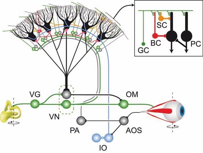 Figure S1 Connectivity of interneurons in the molecular layer of the cerebellar cortex and their relationship to the vestibulo-ocular system.