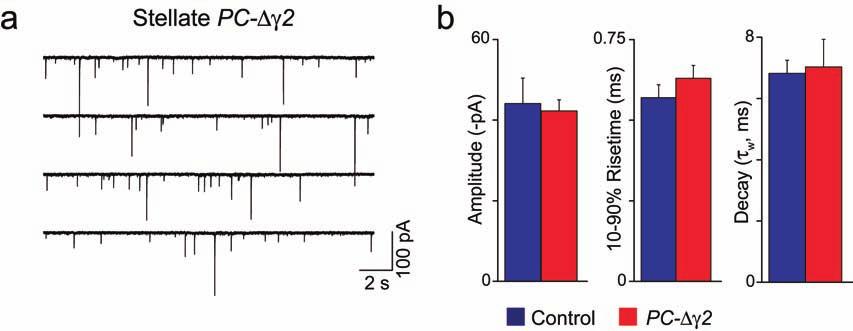 Figure S3 Loss of synaptic GABA A receptors in PC- γ2 mice is restricted to Purkinje cells.