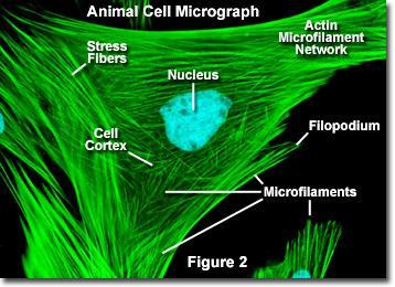 Microfilament ~ 5 nm in diameter found throughout the neuron, but particularly