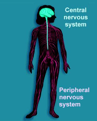 The Nervous System Central Nervous System Brain + Spinal