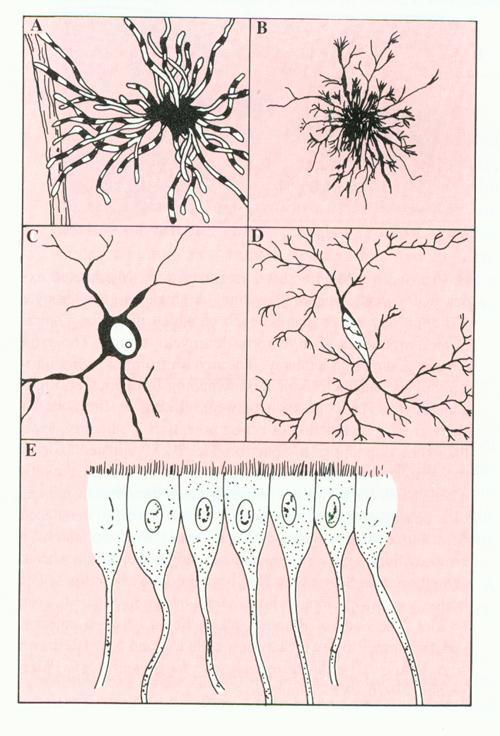 Types of Neuroglia CNS Astrocyte