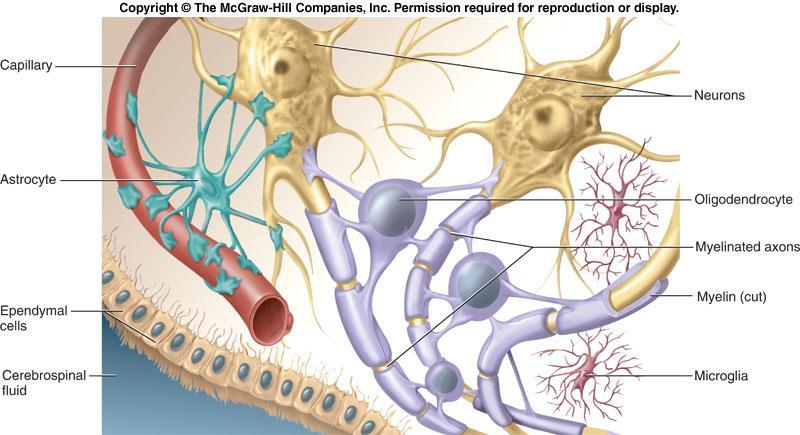 Function of Neuroglia Support,