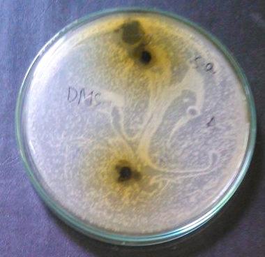 coli Figure 3.