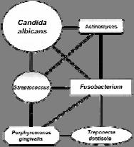 2. Interactions between oral microorganisms (2) Microbial community interactions (intra- and