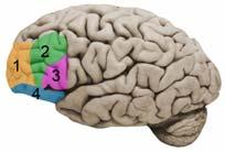 The prefrontal cortex (PFC) The prefrontal cortex (PFC) Cognitive control Perception and memory Damage to PFC leads to impairments in reasoning and problem solving PFC biases neural processes
