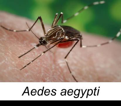 Zika Virus Vectors: Aedes Mosquitoes Aedes species mosquitoes