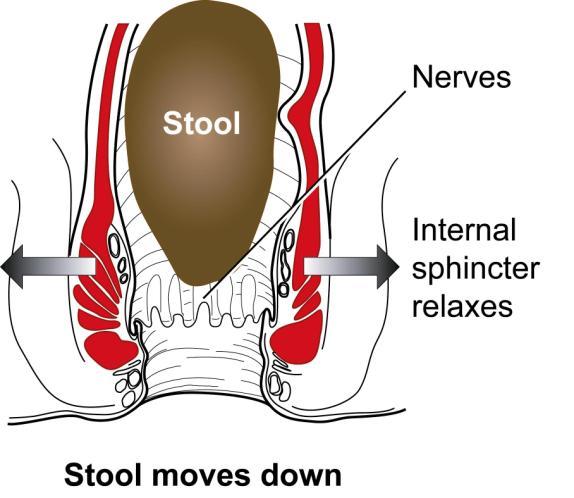squeezing moves the stool back into the rectum, where it waits until you get to the toilet. Either or both of these sphincter muscles can become weak.