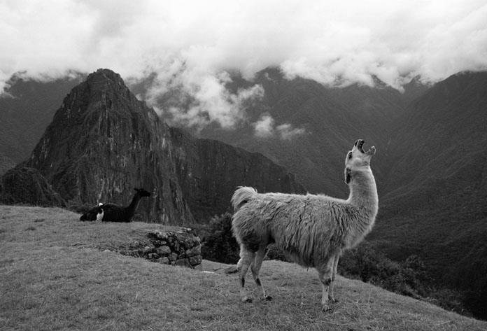 10 4 Haemoglobin is a protein that carries oxygen in the blood of all mammals. The structure of haemoglobin can vary slightly between species. Fig. 4.1 shows a llama, a relative of the camel. Fig. 4.1 Llamas live at high altitudes and camels live at low altitudes.