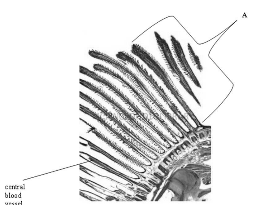 2 Answer all the questions. 1 Fig. 1.1 shows a microscopic image of part of a fish gill.