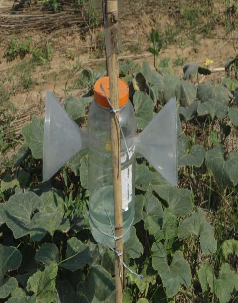 Freshly prepared baits in earthen pots were placed at plant height in sweet gourd field with the help of bamboo supports.