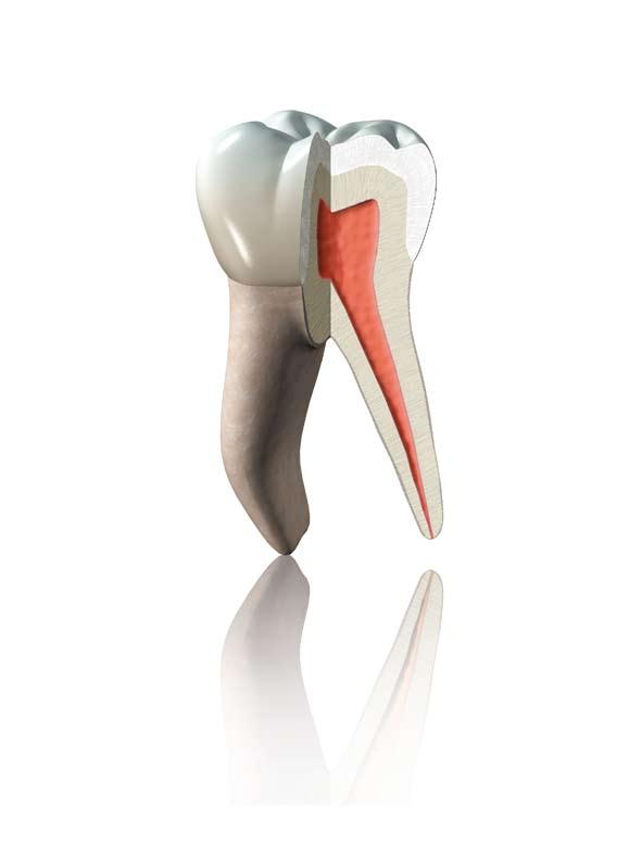 SO TOOTH LIKE The perfect filling composite is characterised by a combination of its material properties, to be as similar to the tooth as possible.
