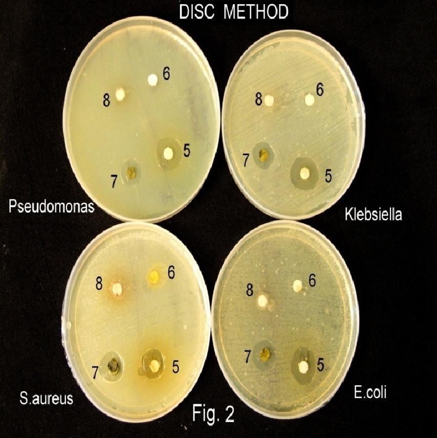 Figure 3 Assessment of antibacterial activity by disc diffusion *5. L.siceraria ethanol extract, 6. L.siceraria pet extract, 7. L.siceraria chloroform extract, 8.