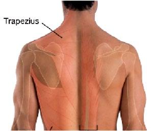 The upper part, acting alone, elevates the shoulder and braces the shoulder girdle when a weight is carried.