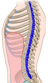KIDNEY MUSCLE CHANNEL Travels internally to the spinal vertebrae, ascends the inner aspect of the spine to
