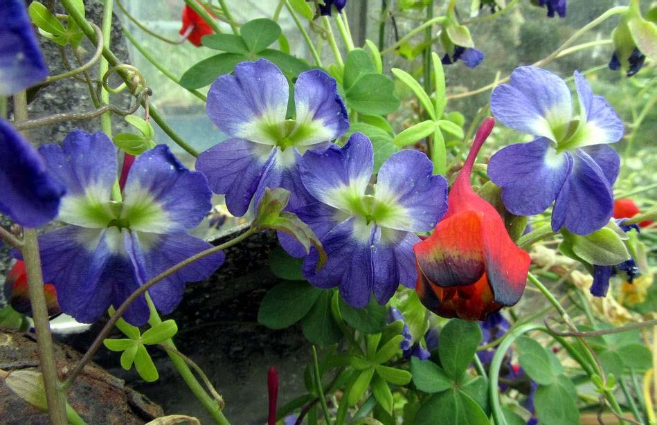 Tropaeolum azureum I well remember the thrill we experienced when we first flowered this rare and thought to be difficult, beautiful blue South American plant in the 1980 s.