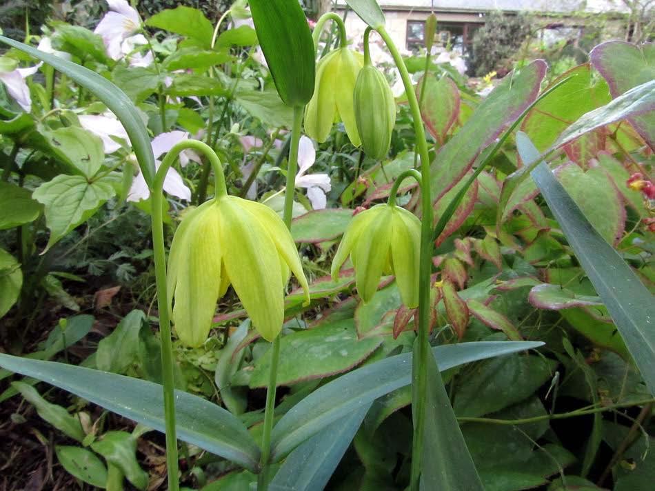 Fritillaria affinis yellow All forms of Fritillaria affinis grow very well in our garden including the lovely dark