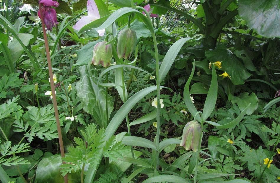Fritillaria pontica Very at home in the garden and also variable from seed is Fritillaria pontica.