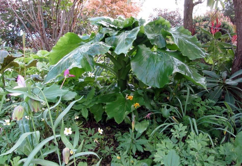 Cardiocrinum giganteum has not suffered any frost damage