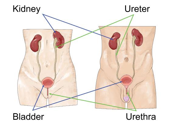 Treatment for bladder tumours (transurethral resection of bladder tumour (TURBT)) Information for patients from the Urology Department You have had a cystoscopy or other examination that has shown