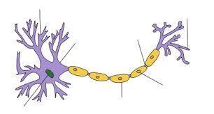 Nervous System 1. Label the diagram of a nerve cell below as follows: dentrites, nucleus, axom, (3 points) 2.